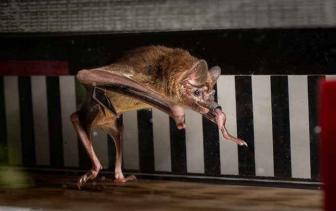 Putting vampire bats on treadmills revealed an energy-burning quirk A vampire bat is mid-stride in a run on a treadmill, with its hind limbs both down and its front limbs in mid-air. The background of the treadmill is black and white stripes.