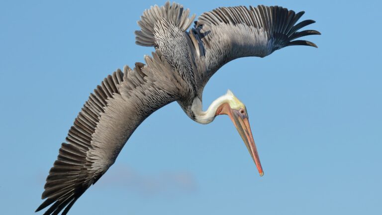 Bird-inspired airplane wings could boost flight performance A pelican in flight shows how its wings have many overlapping rows of feathers