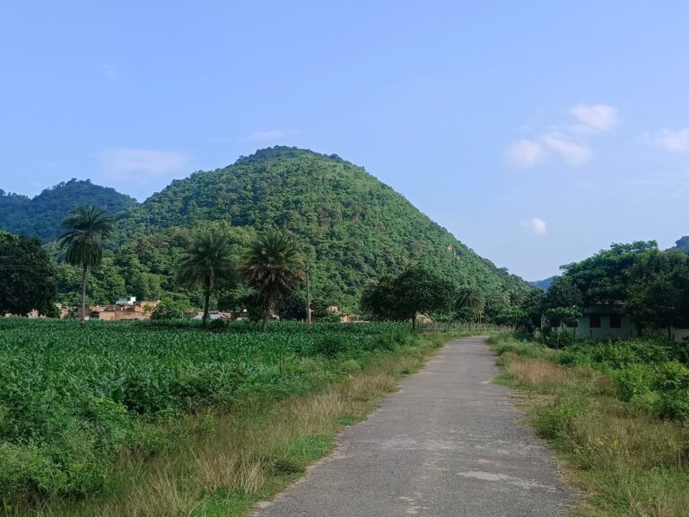 In India’s east, farmers risk jail to grow lucrative cannabis crop | Drugs In India’s east, farmers risk jail to grow lucrative cannabis crop | Drugs