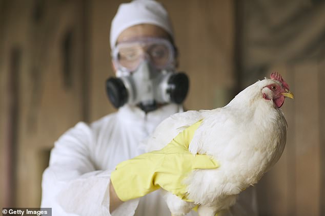 Government on high alert as deadly bird flu jumps species – after first human death in US In late January, a patient in the Midlands was diagnosed with H5N1 after ‘close and prolonged contact with a large number of infected birds’
