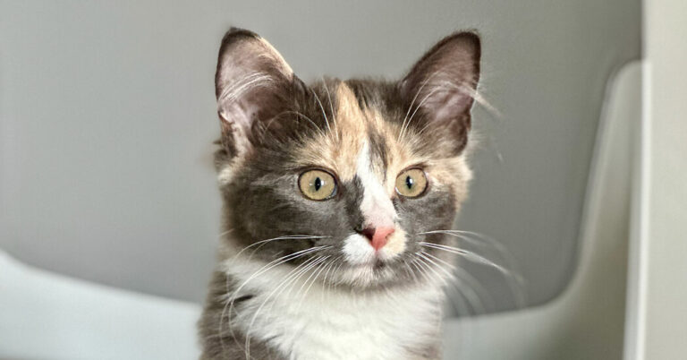 Why Are Cats Such a Medical Black Box? Why Are Cats Such a Medical Black Box?
