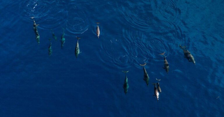 Why These Islanders Hunt Dolphins Why These Islanders Hunt Dolphins