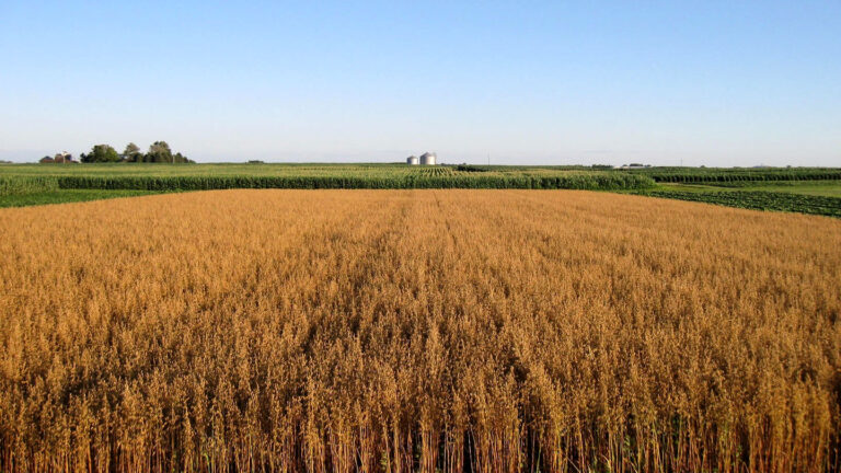 Farm soil can be a secret climate superhero an oat field ready to harvest on a research farm, golden oats can be seen almost to the horizon