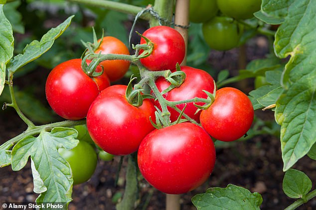 FDA issues most serious recall alert for tomatoes that carry ‘reasonable risk of DEATH’ Health authorities have issued their most serious warning about tomatoes that could be contaminated with salmonella