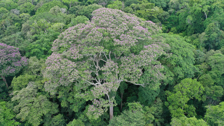 For some trees, acting as lightning rods helps them survive A Dipteryx oleifera tree stand above the forest. It benefits from lightning strikes, new research suggests.