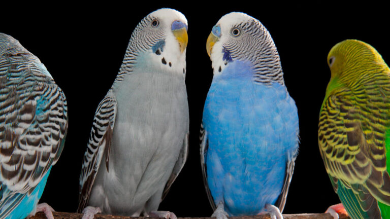 Parakeets talk using brain areas similar to ours Colorful small parrots called budgerigars or parakeets, one gray and one blue, sit next to each other.