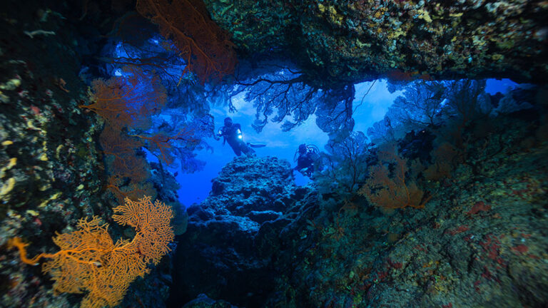 New ocean sanctuaries house young coral and even flee peril a view of a coral reef looking up through the reef at the surface of the water, two divers are in the middle of the image