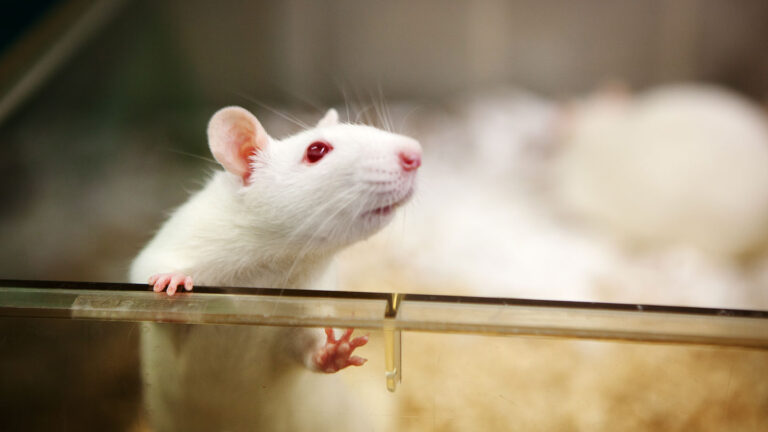 Research without lab animals? New tech is making it possible a white lab rat stands and peers out of a plastic enclosure