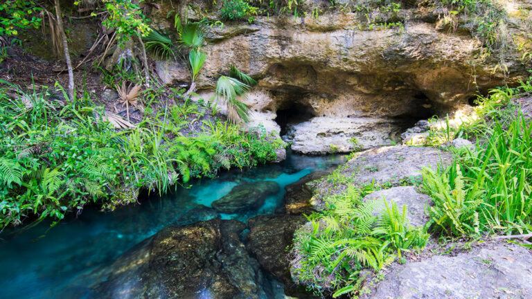 Secrets of water’s underground treks, revealed A photo of a natural spring emerging from limestone caves. Lush vegetation is on either side of the water flowing from the spring.