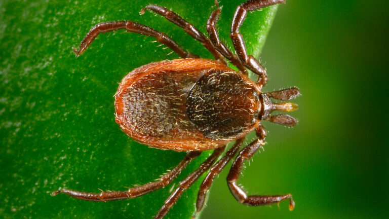 Three U.S tick species may trigger a mysterious red-meat allergy Close up view of a western blacklegged tick on a green background. The tick is oval shaped and has a reddish-brown body bristling with tiny hairs.