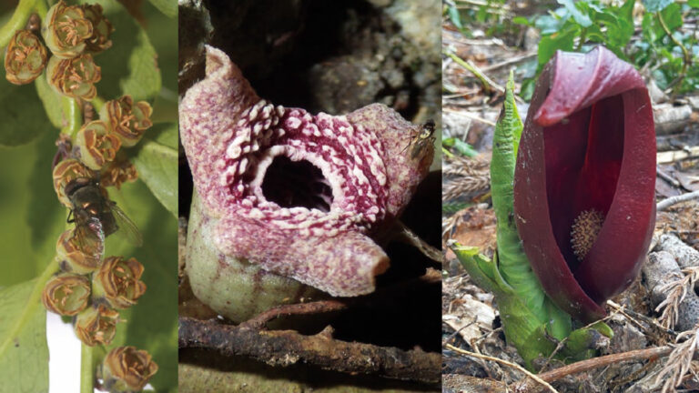 A genetic trick leaves these stinky plants reeking of rotting flesh Three stinky plant flowers that have independently evolved the ability to make the scent of death and dung are shown. On the left, a fly crawls over the small green bell shaped flowers with brown edges of an evergreen shrub Eurya japonica. In the center a large barrel shaped maw of Asarum simile has three large petal-like arm with a red and white ring resembling rows of teeth surrounding a central hole. On the right is Symplocarpus renifolius with a green shoot and a huge red leaf that flops over at the tip and curves to create a cavern from which peeks a spiky, egg-shaped structure.