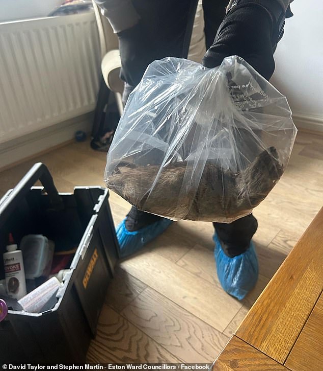 Enormous 22 inch RAT as big as a dog found in home as councillor issues giant rodent warning for thousands of residents Hundreds of residents expressed their shock and disgust after a picture of an enormous 22-inch rat was posted on social media by Redcar and Cleveland councillors
