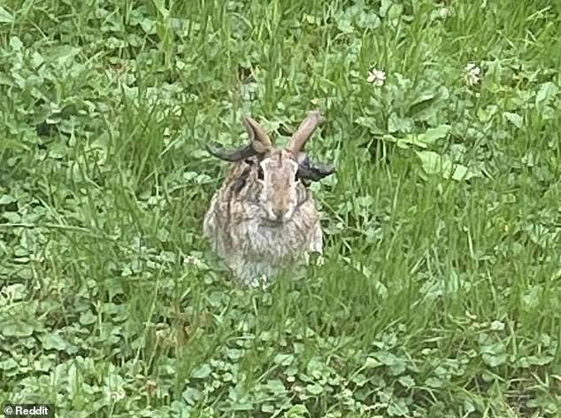 Panic spreads as more ‘Frankenstein’ rabbits with face-tentacles appear in two more US states In July, a resident in Minnesota posted an image of a local rabbit infected with cottontail papilloma virus