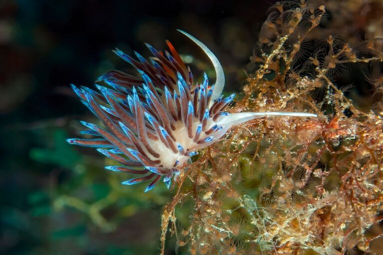 Scientists Say: Kleptopredation a colorful sea slug that engages in kleptopredation