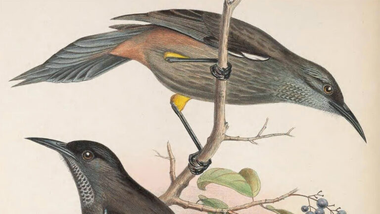 A sixth mass extinction? Not so fast, some scientists say An illustration of the Kauaʻi ʻōʻō bird, a small sparrowlike gray bird