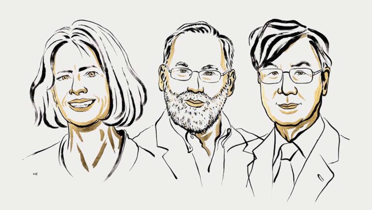 Immune cells that stop our body from attacking itself land a Nobel Line sketches of the three winners of the 2025 Nobel Prize in physiology and medicine from left to right: Mary Brunkow, Fred Ramsdell, Shimon Sakaguchi, The trio won for discovering a type of immune cell.