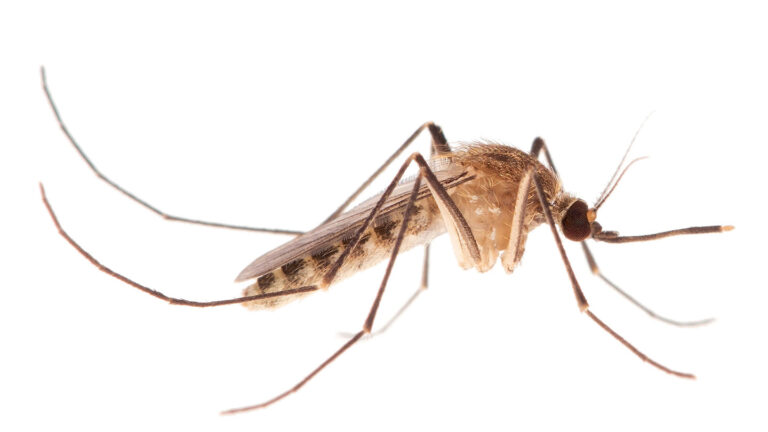 Subway mosquitoes evolved millennia ago in ancient Mediterranean cities close-up of a mostly brown mosquito against a white background.