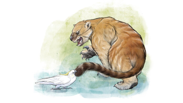 Cuddly koalas had a brutal, blade-toothed close cousin Illustration of a large prehistoric, lion-like marsupial reacting as a bird tugs on its tail.