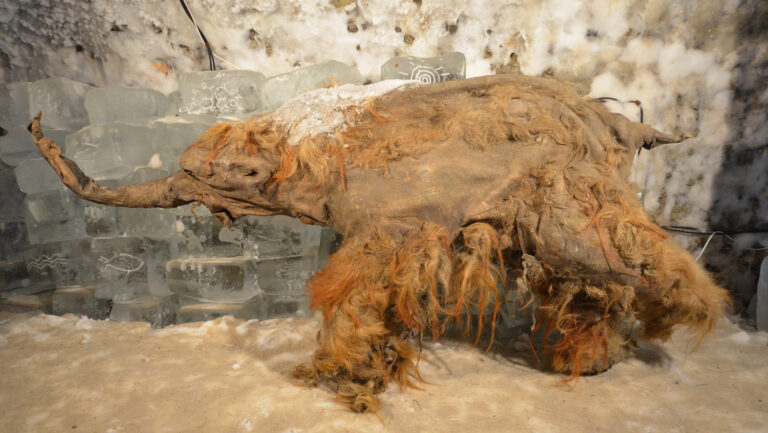 A preserved woolly mammoth with a reddish brown coat stands with its trunk outstretched.