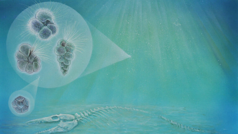 Evolution didn’t wait long after the dinosaurs died Evolution didn’t wait long after the dinosaurs died