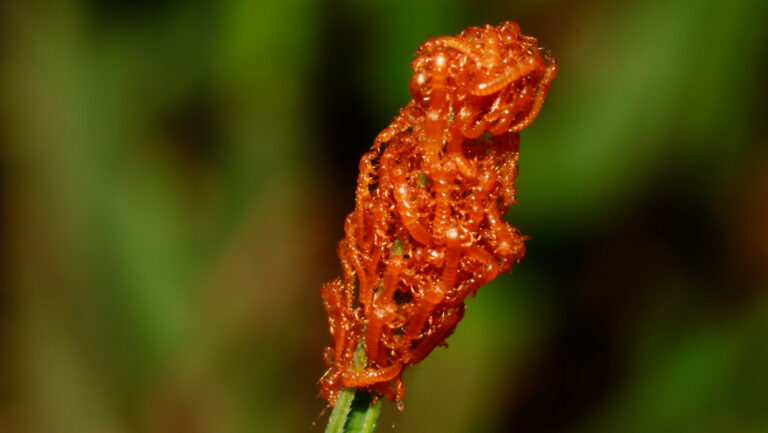 These beetle larvae lure in bees by mimicking flowers These beetle larvae lure in bees by mimicking flowers