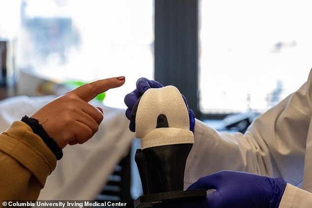Groundbreaking new knee pain treatment for debilitating joint disease offers hope to 32 million Americans Researchers say they have found a way to grow a living human knee that could be transplanted into patients suffering from osteoarthritis (shown above is the structure the living knee is grown onto)